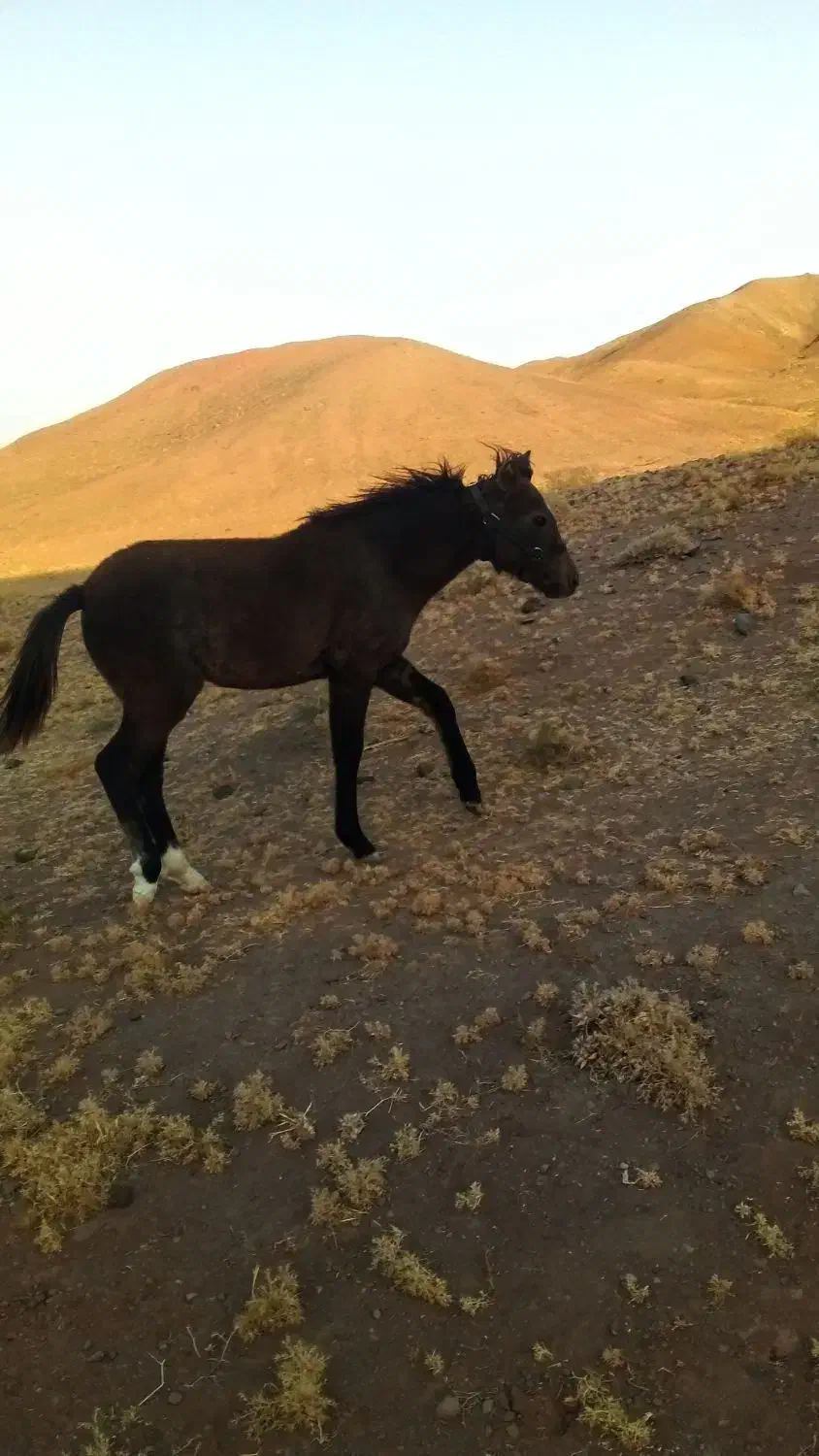 کره اسب مادیان فروشی مادر یقره|اسب و تجهیزات اسبسواری|تربت جام, جامرود|دیوار