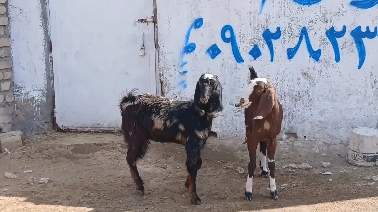 بزغاله ماده|حیوانات مزرعه|کاشمر, |دیوار