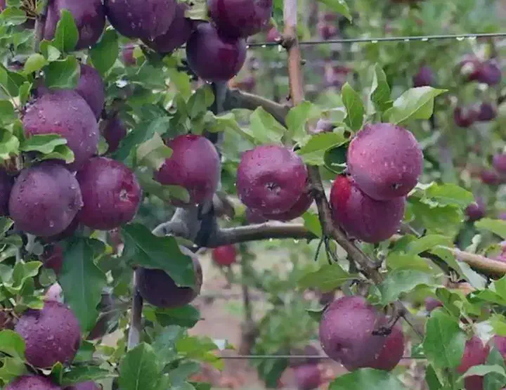 نهال سیب میراکل|خدمات باغبانی و درختکاری|سقز, |دیوار