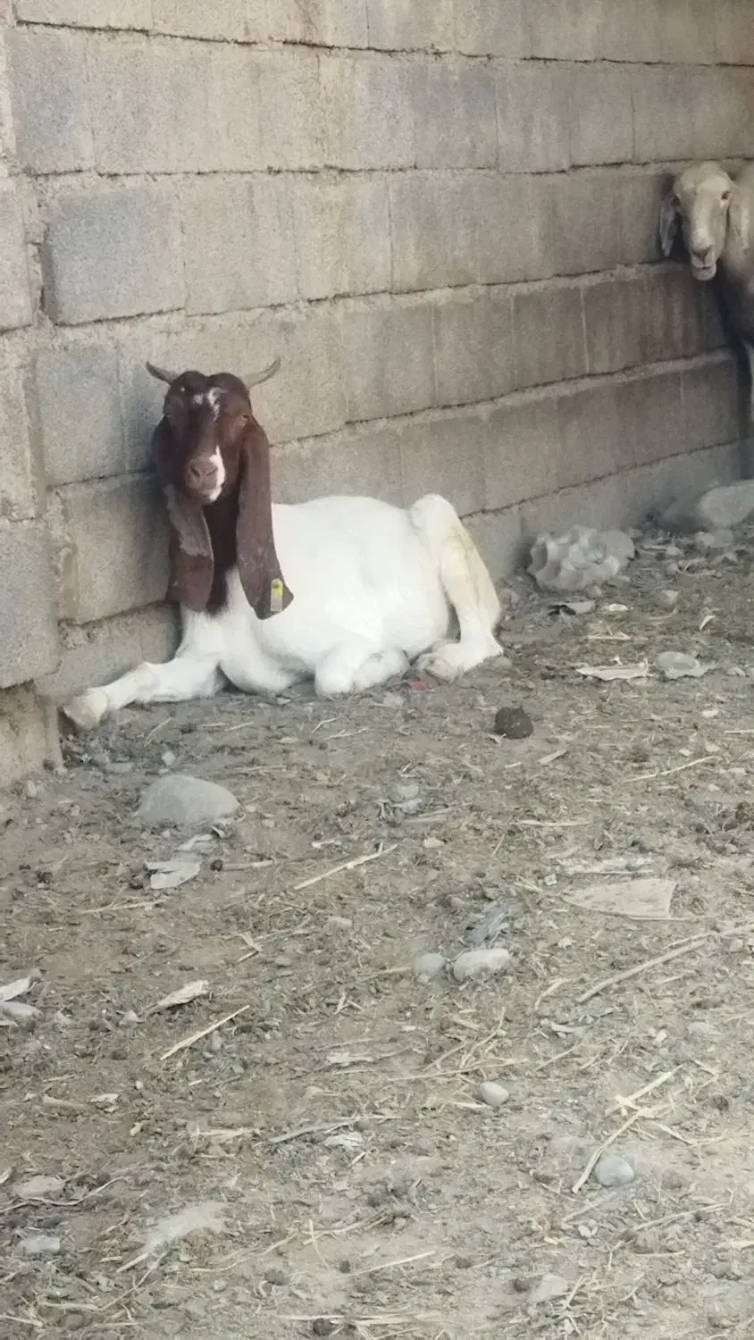 بز جوان|حیوانات مزرعه|علی‌آباد کتول, |دیوار