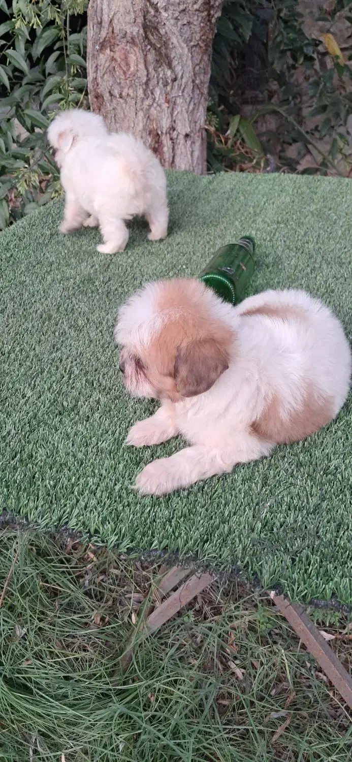 توله شیتزو تری کالر سوپر فلت|سگ|هادی شهر, |دیوار