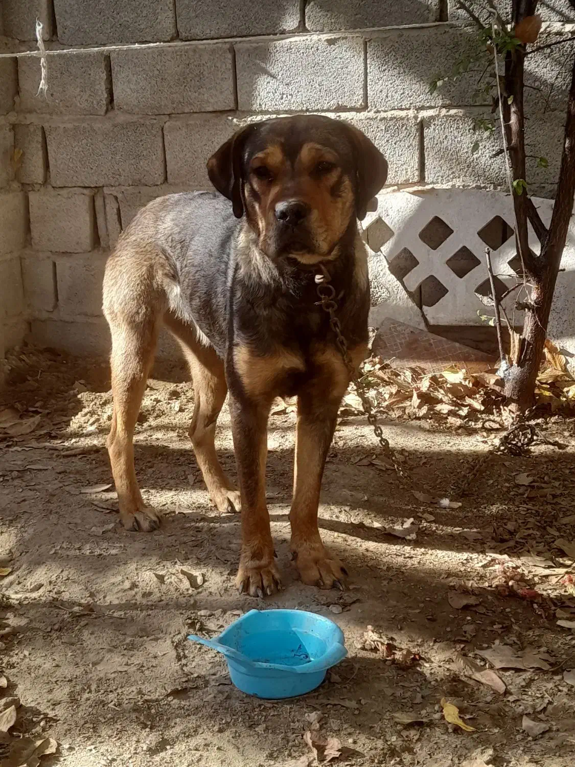 سگ ماده شکاری|سگ|سیرجان, |دیوار