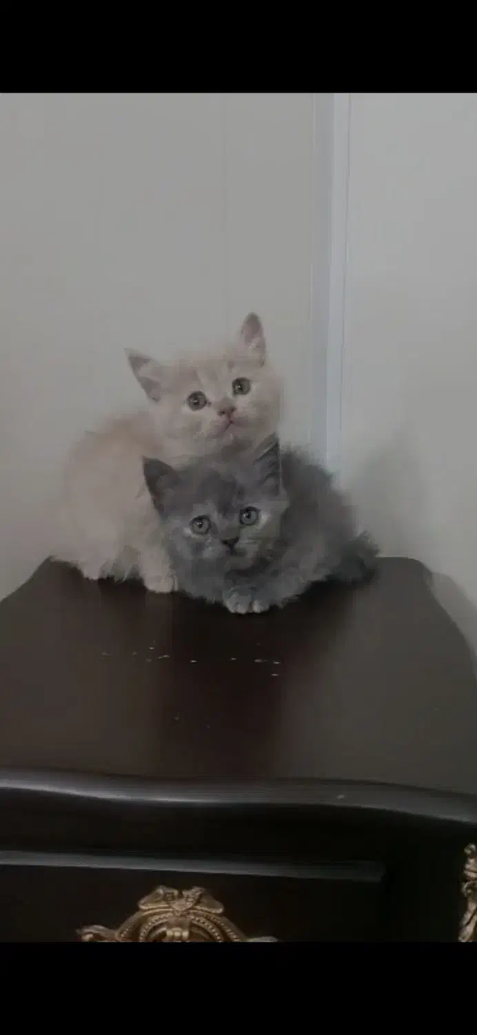 ۳ قلاده گربه بریتیش مو کوتاه و مو بلند|گربه|شیراز, گلکوب|دیوار