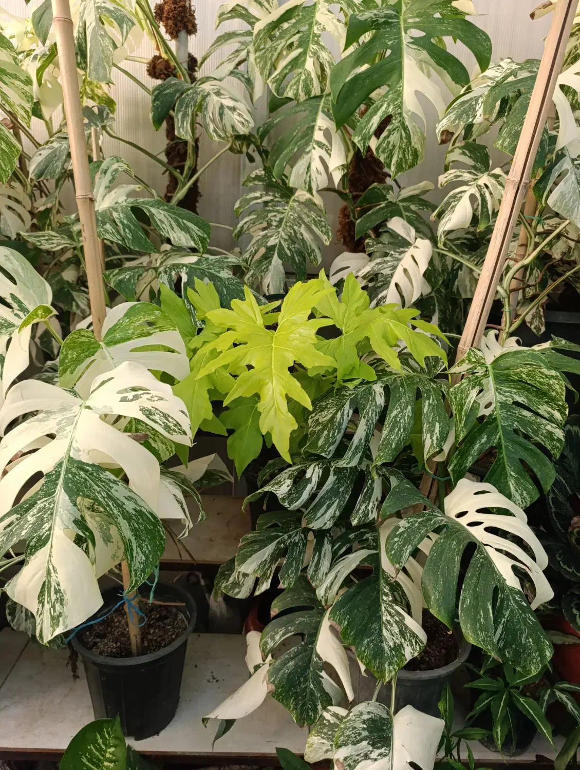 گیاه برگ انجیری|گل و گیاه طبیعی|تهران, شهرک علم و فناوری|دیوار