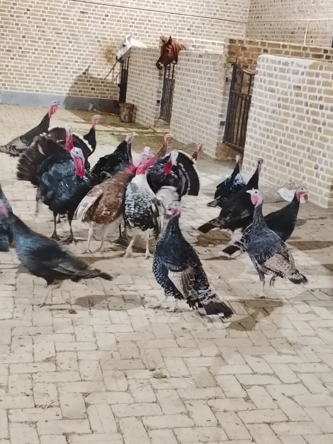 بوقلمون برنز انگلیسی|حیوانات مزرعه|اشتهارد, |دیوار