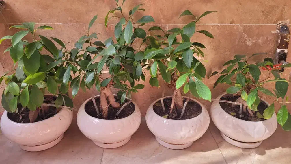 بنسای و آبیاری|گل و گیاه طبیعی|تهران, شهرک نفت|دیوار