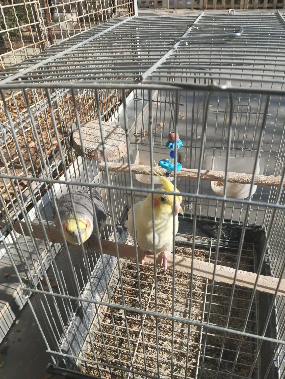 عروس هلندی معاوضه با بوقلمون،|پرنده|هشتگرد, شهرک اقدسیه|دیوار