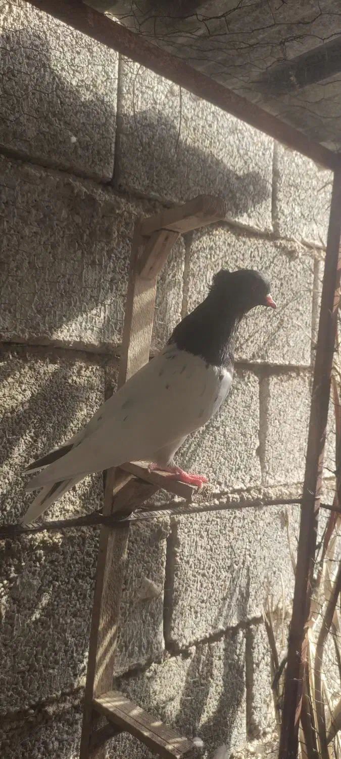 کله سیاه|پرنده|برازجان, |دیوار