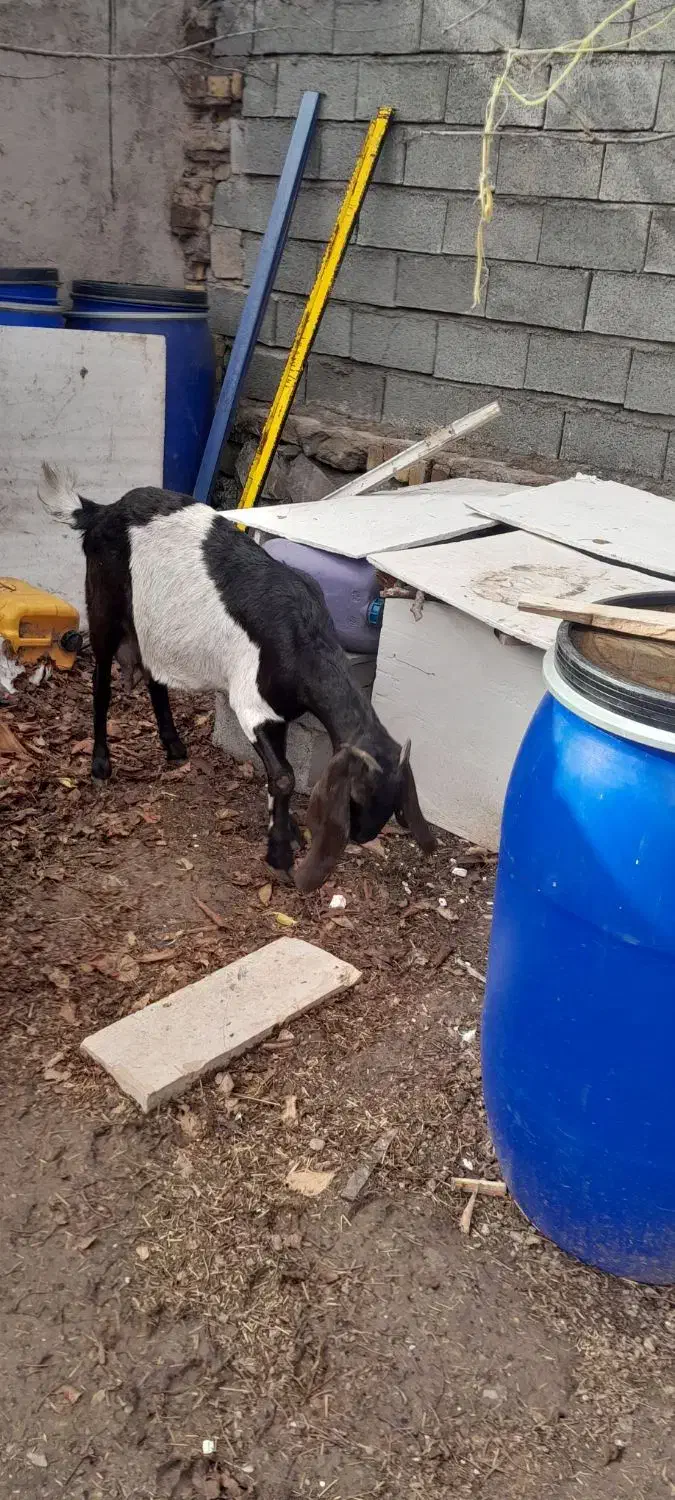 بز ماده با بزغاله با یه بز نر یه بز ماده ابستن|حیوانات مزرعه|کوهین, |دیوار