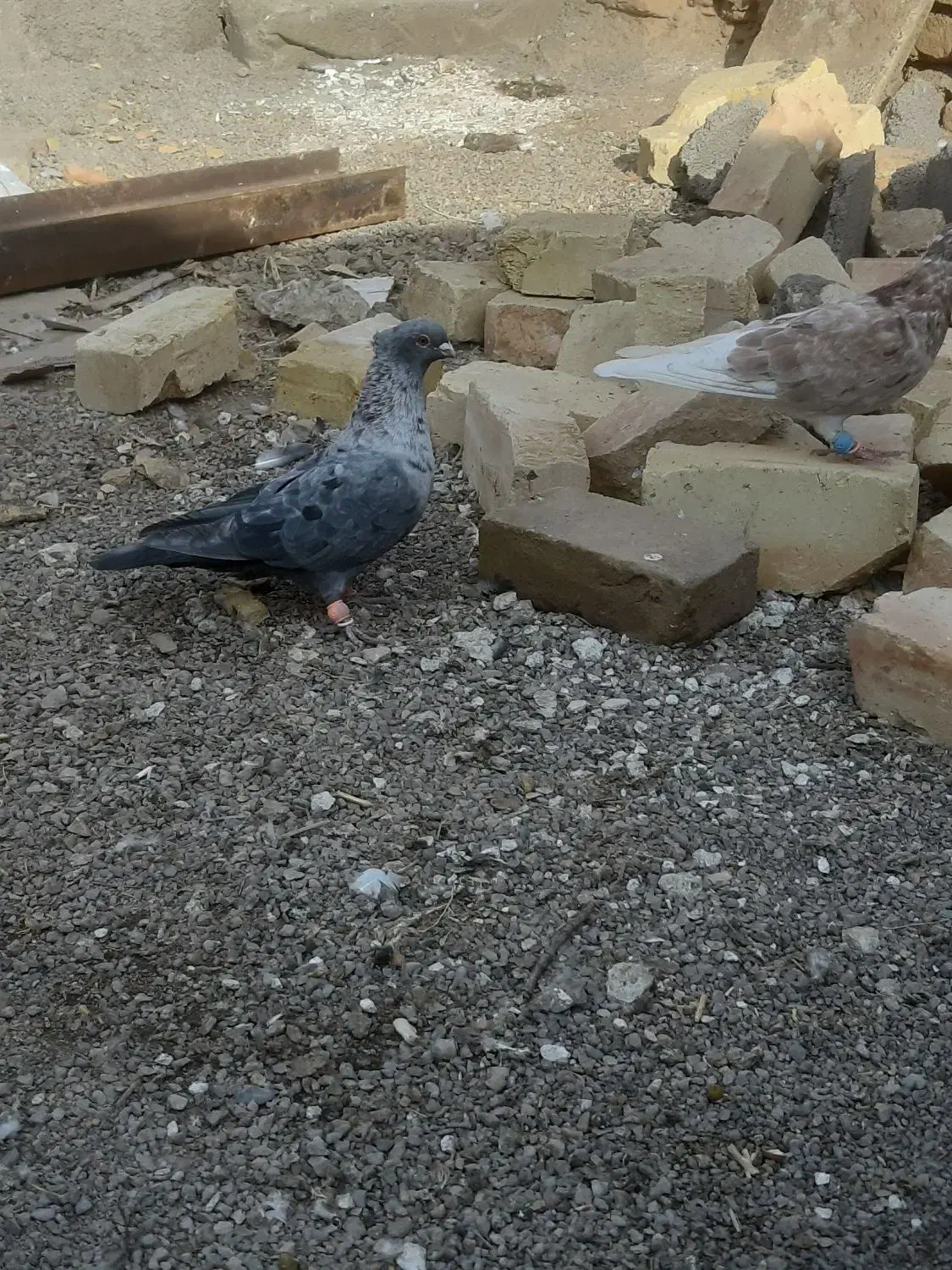 کبوتر موشی|پرنده|بوئین زهرا, |دیوار