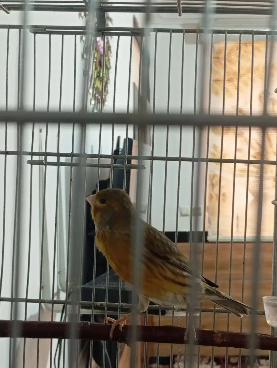 سهره|پرنده|ارومیه, |دیوار