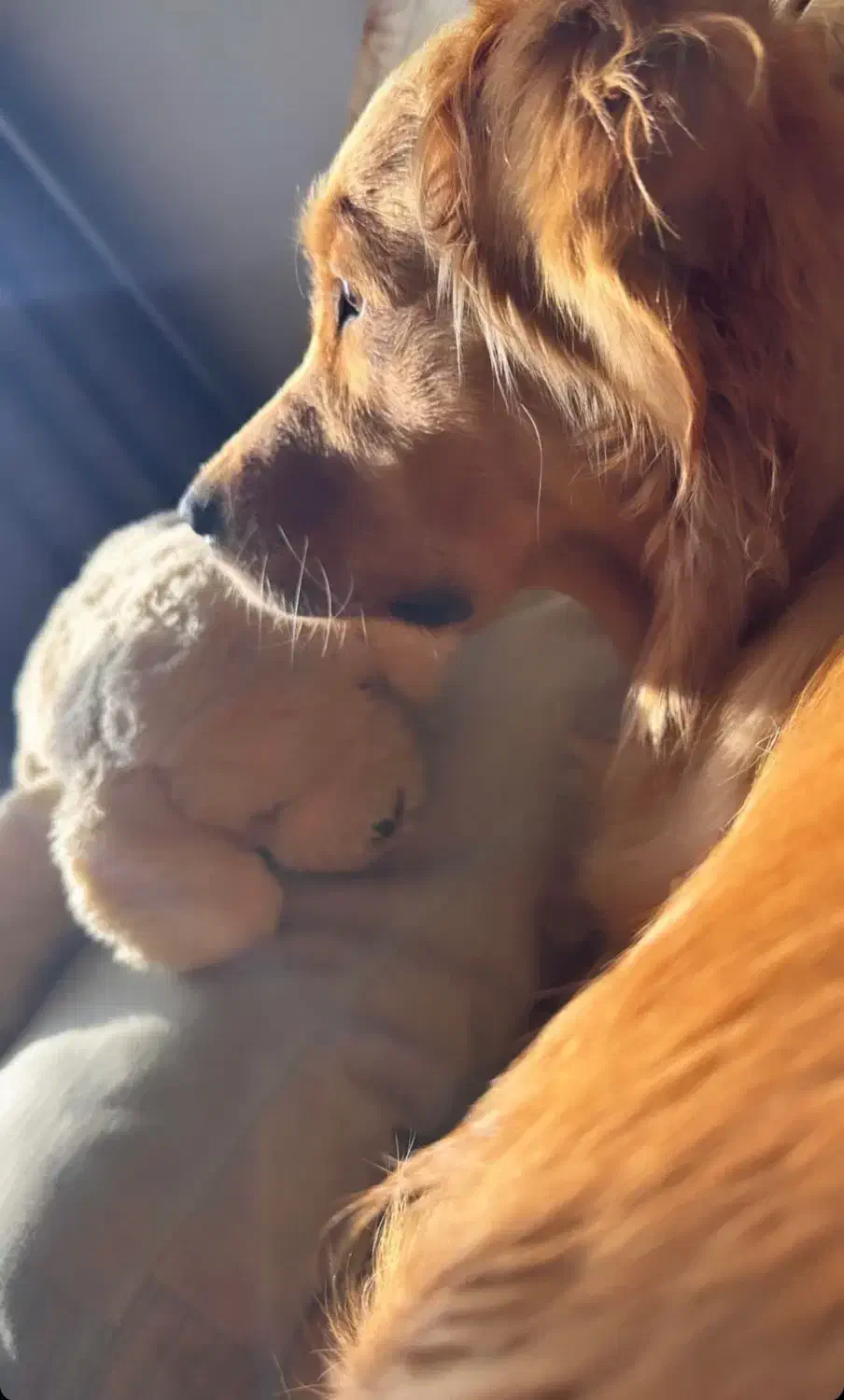 واگذاری سگ ماده نژاد گلدن رتریور رنگ دارچینی|سگ|صدرا-فارس, فاز ۱|دیوار