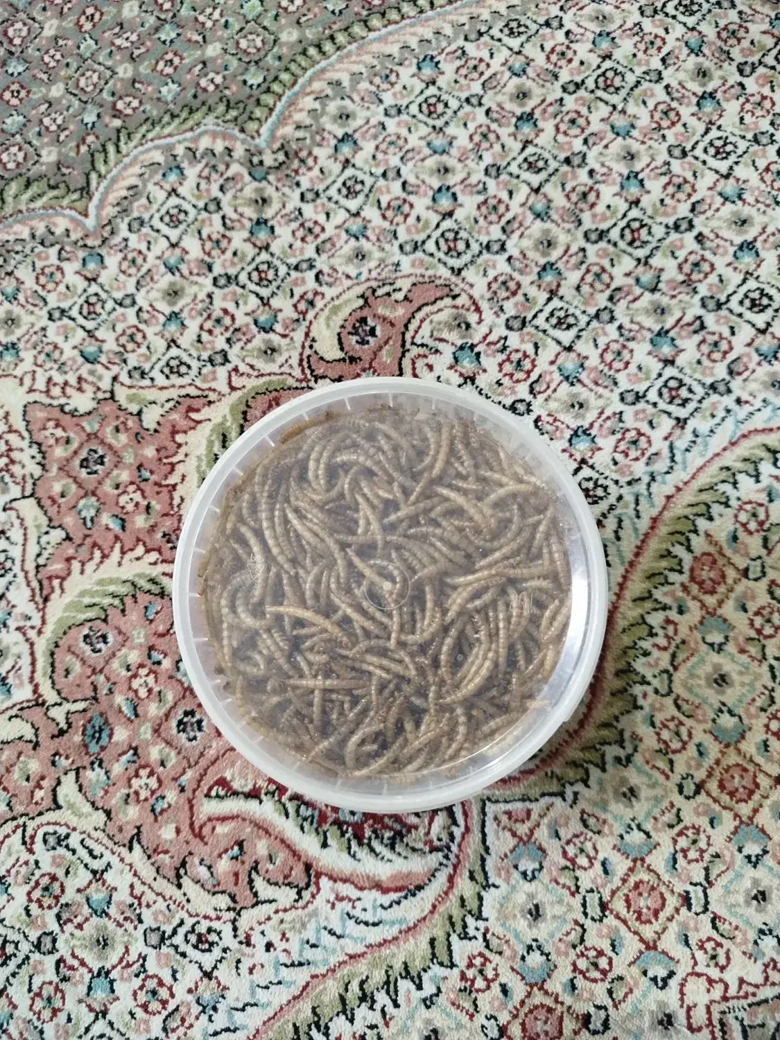 کرم میلورم خشک شده|خزنده|مشهد, شاهد (شهرک غرب)|دیوار