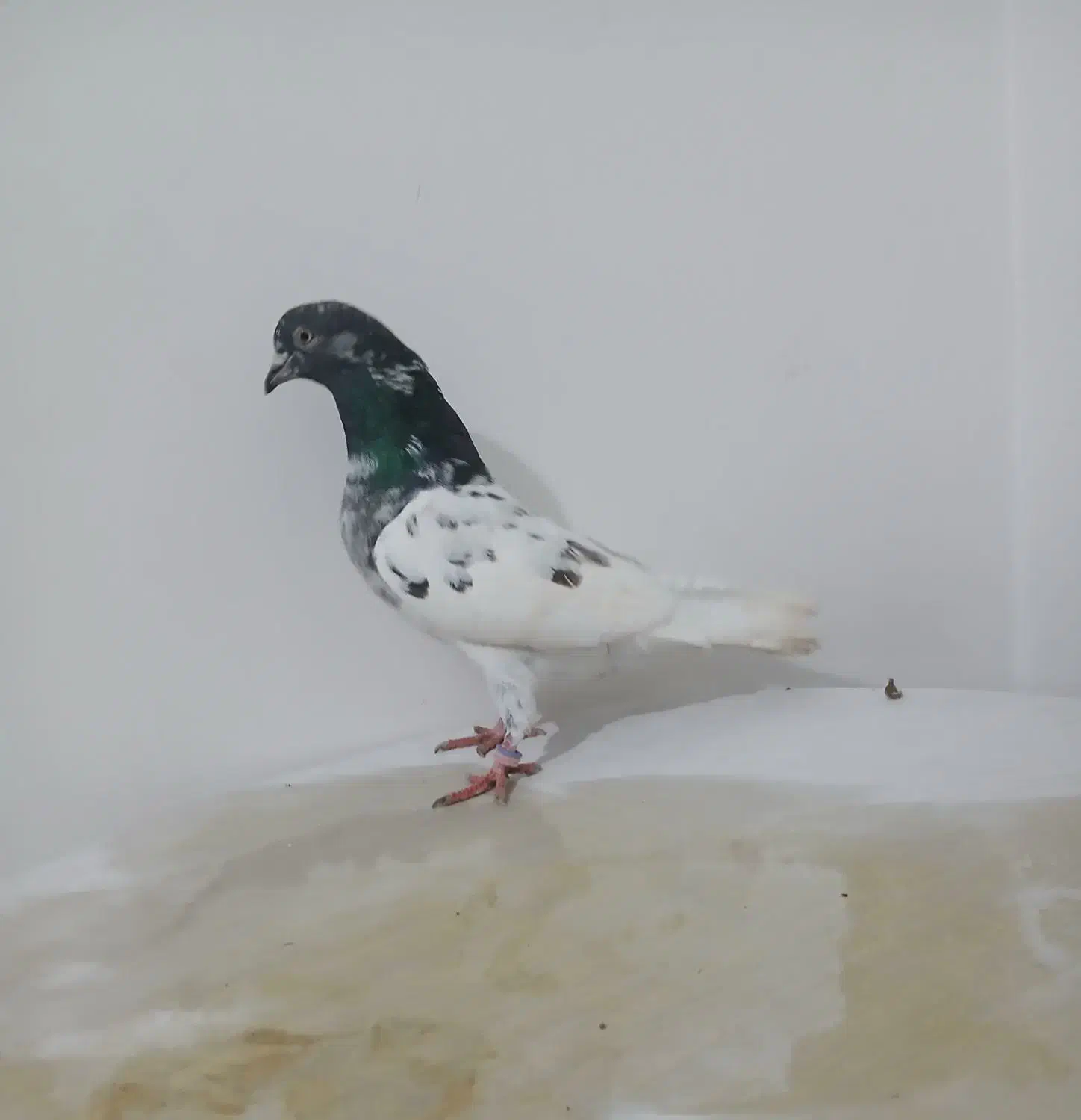 کبوتر غریب گیری|حیوانات|آق قلا, |دیوار