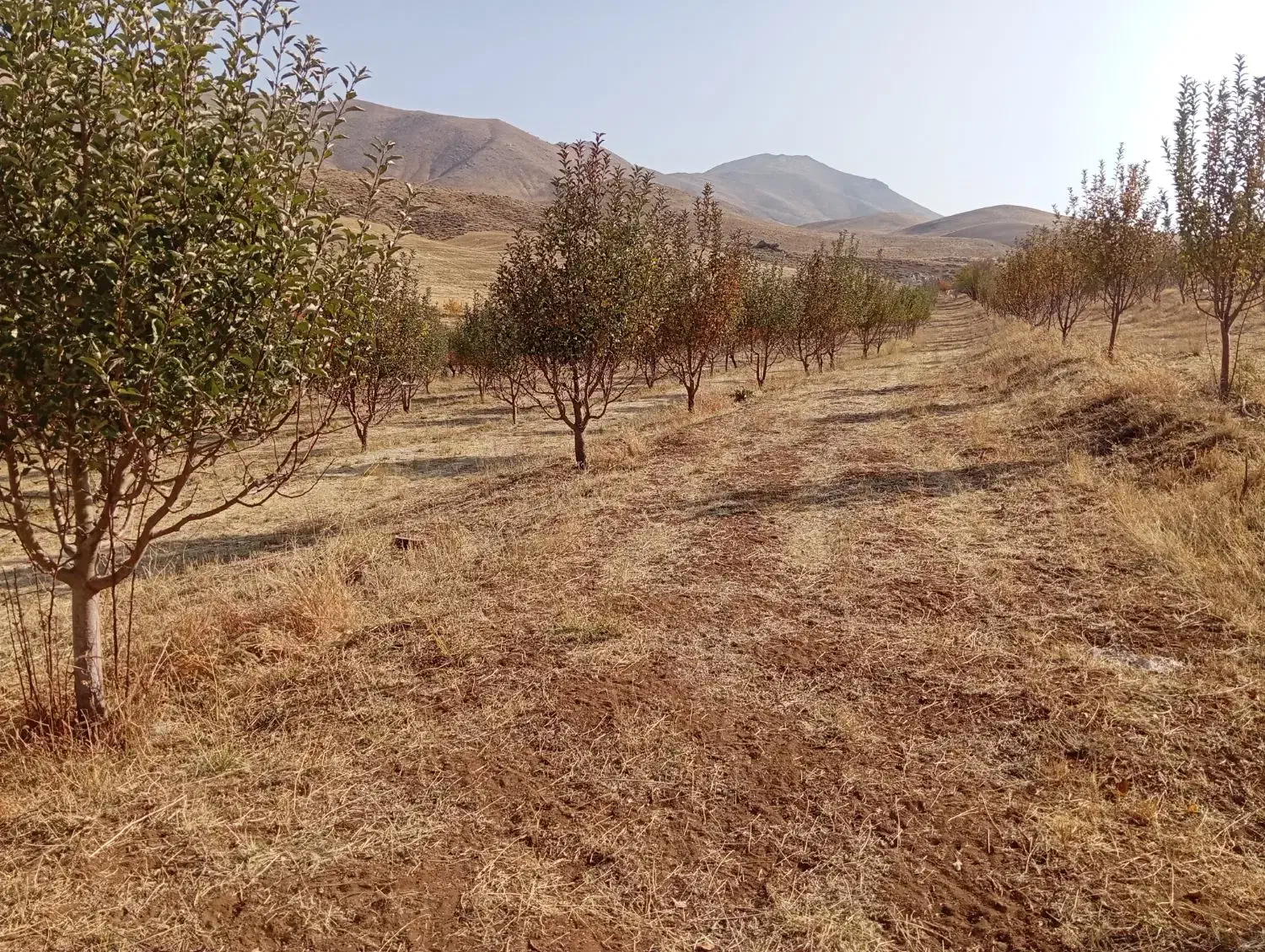 فروش باغ|فروش دفتر صنعتی، کشاورزی، تجاری|اشنویه, |دیوار