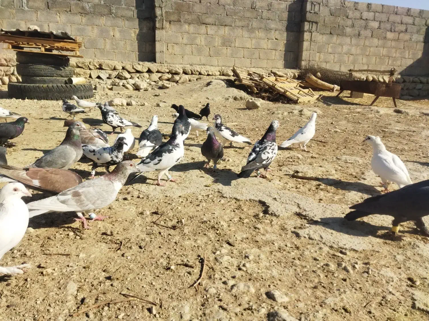 تعدادی کبوتر..|پرنده|گراش, |دیوار