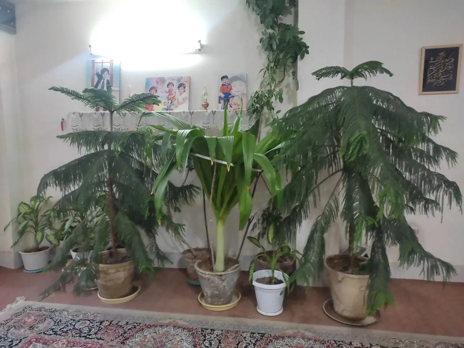 دو عدد کاج مطبق و یک عدد سوسن عنکبوتی|گل و گیاه طبیعی|فلاورجان, |دیوار