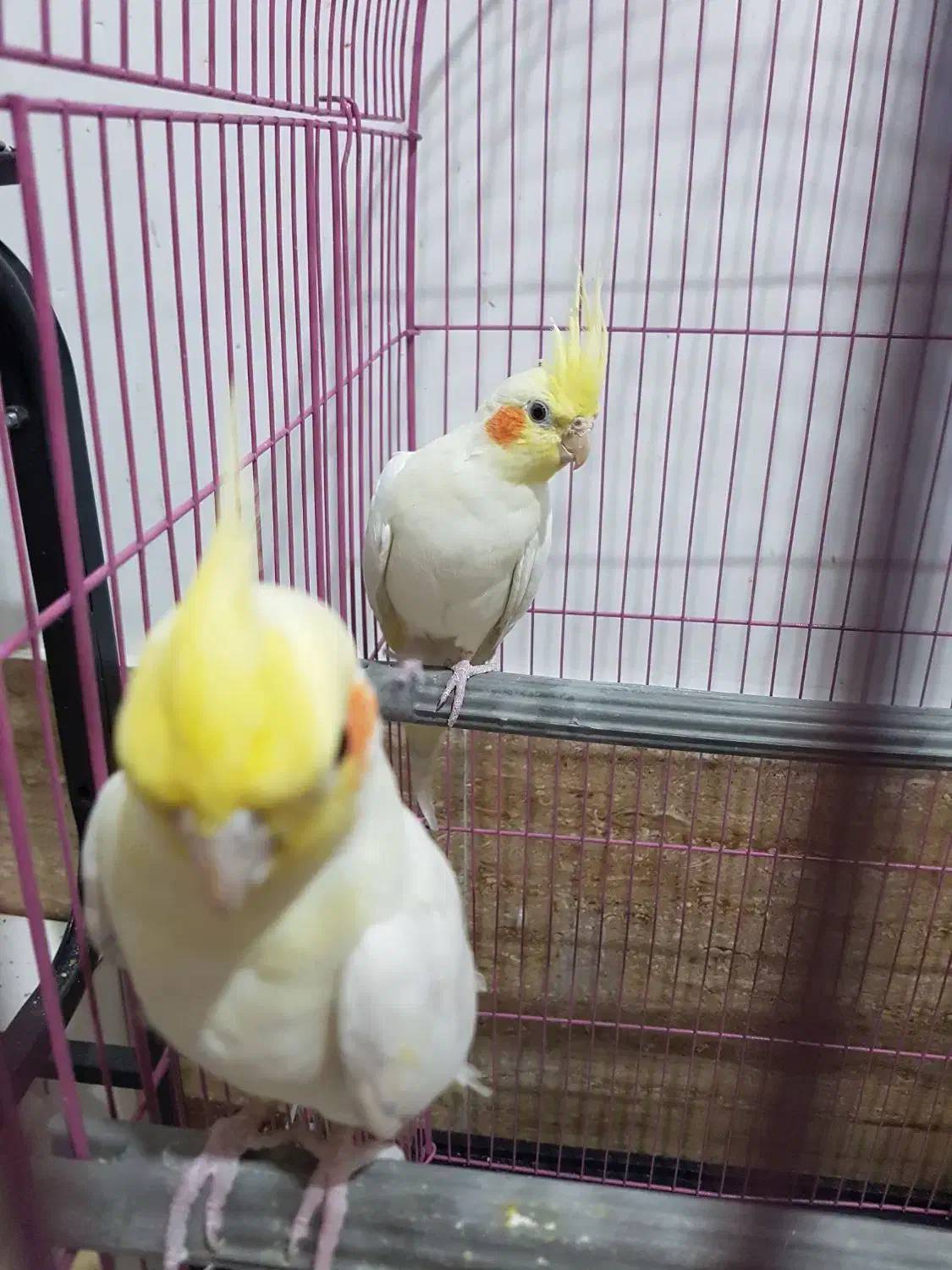 عروس هلندی|پرنده|قم, علی آباد سعدگان|دیوار