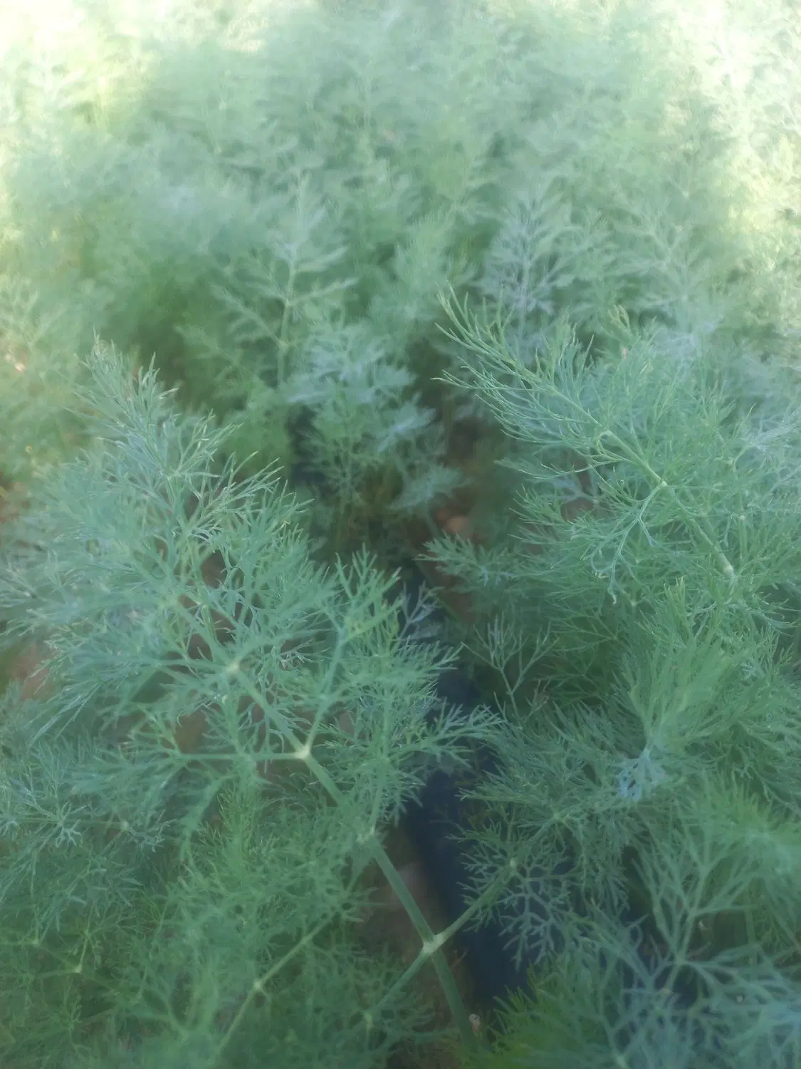 شوید|خوردنی و آشامیدنی|بهبهان, |دیوار