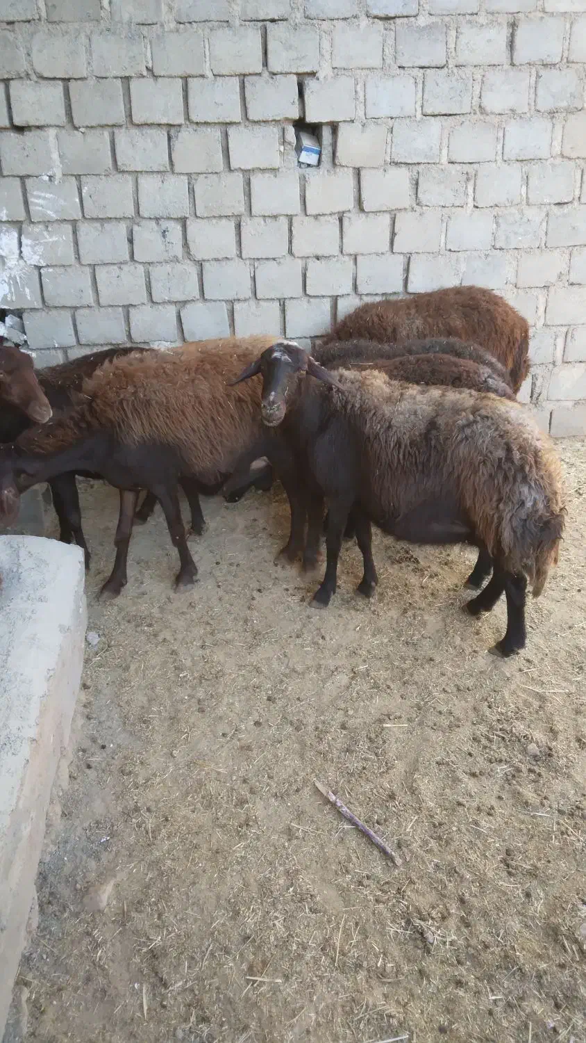 کوسفند قزل ۳ جفت|حیوانات مزرعه|بوکان, |دیوار