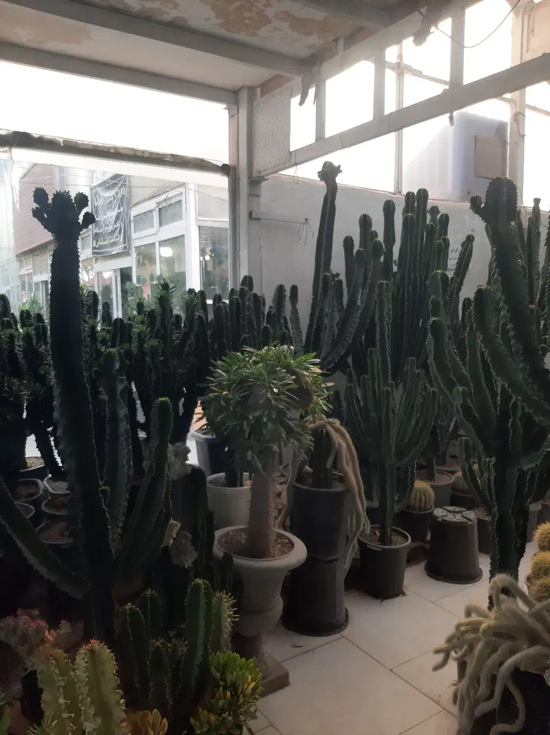 انواع کاکتوس های تزئینی و دکوراتیو|گل و گیاه طبیعی|مشهد, شهرک صنعتی توس|دیوار