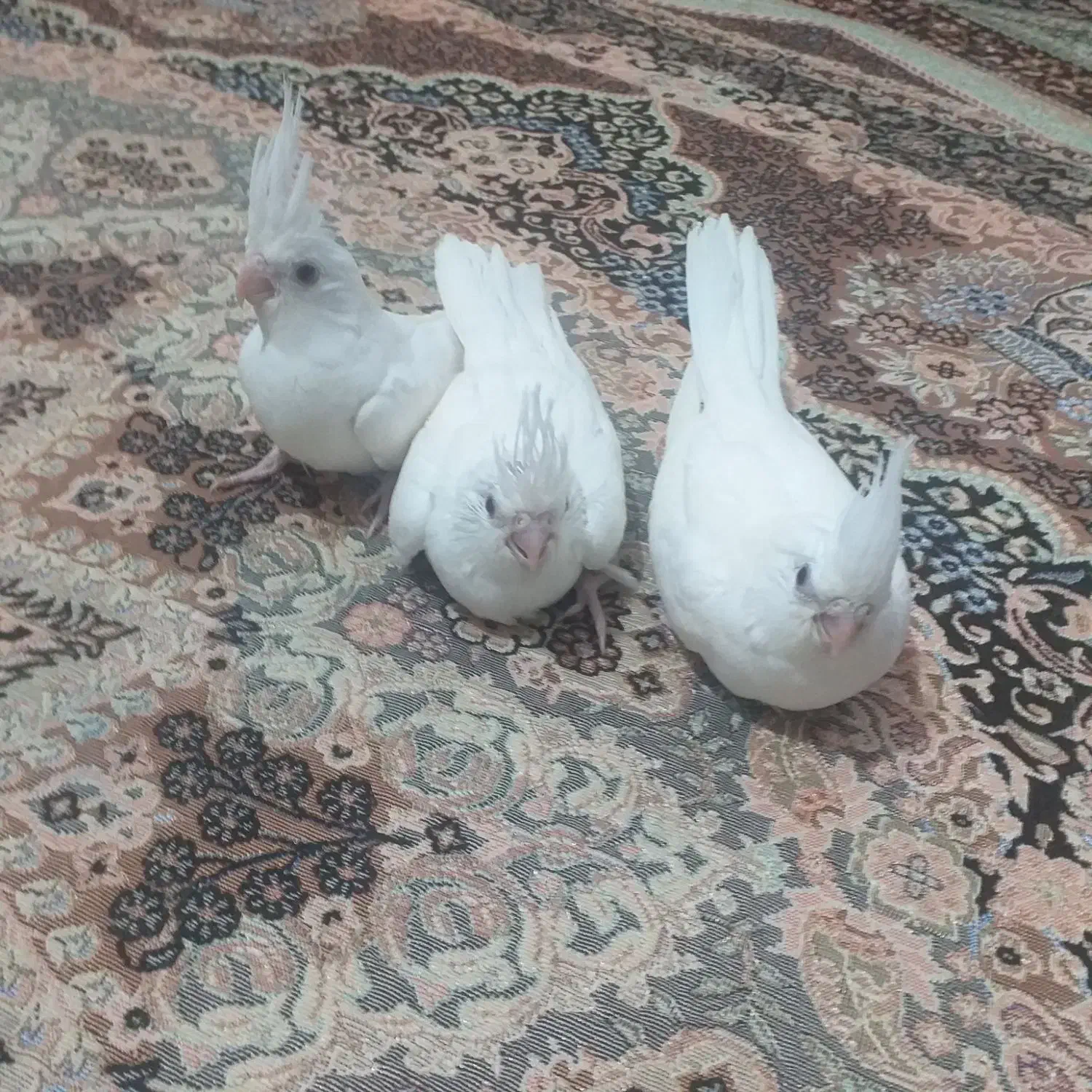 جوجه عروس|پرنده|زهک, |دیوار