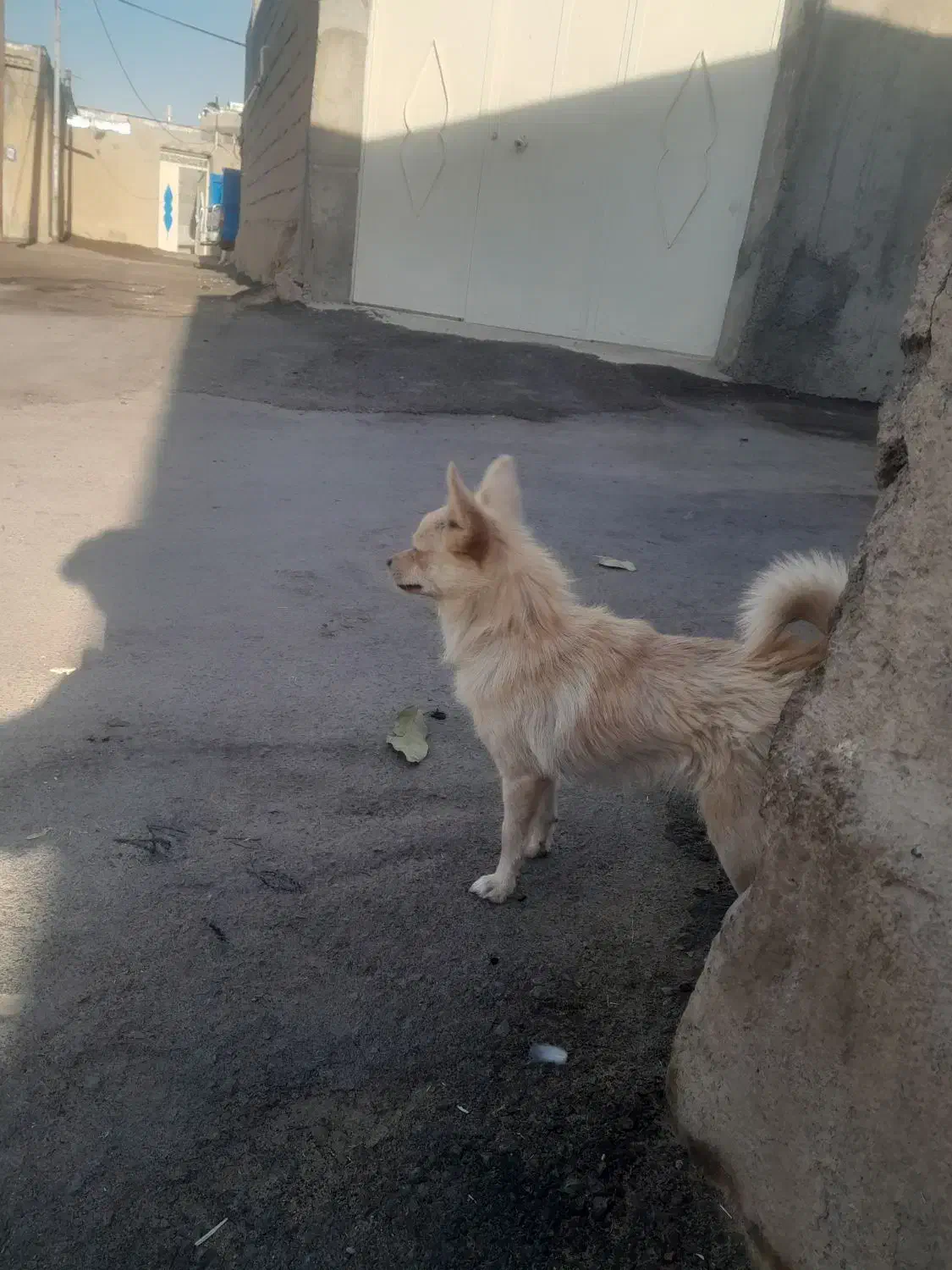 کوا|سگ|اسدآباد, |دیوار