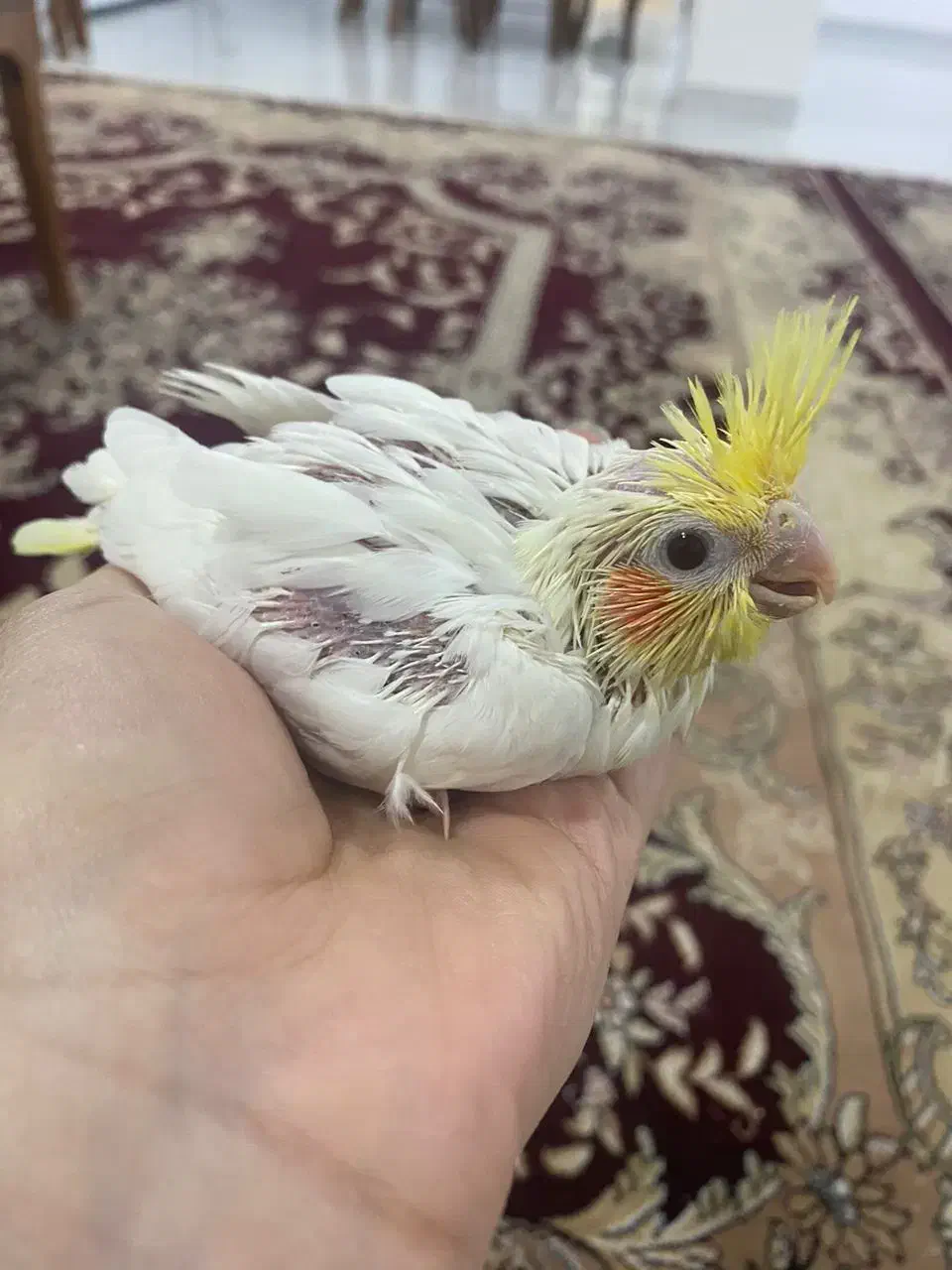 عروس هلندی|پرنده|برازجان, |دیوار