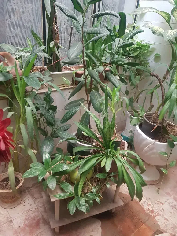 حراجی گل‌های خانگی بسیار زیبا و ارزان|گل و گیاه طبیعی|کرمانشاه, |دیوار