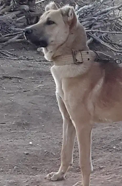 سگ سرابی|سگ|بروجرد, |دیوار