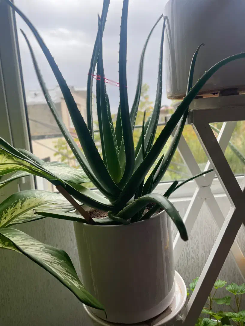 آلوورا|گل و گیاه طبیعی|سنندج, |دیوار