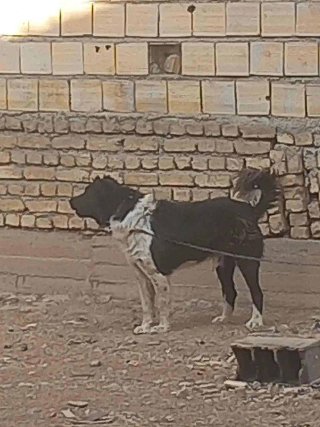 فروشی|سگ|لاران, |دیوار