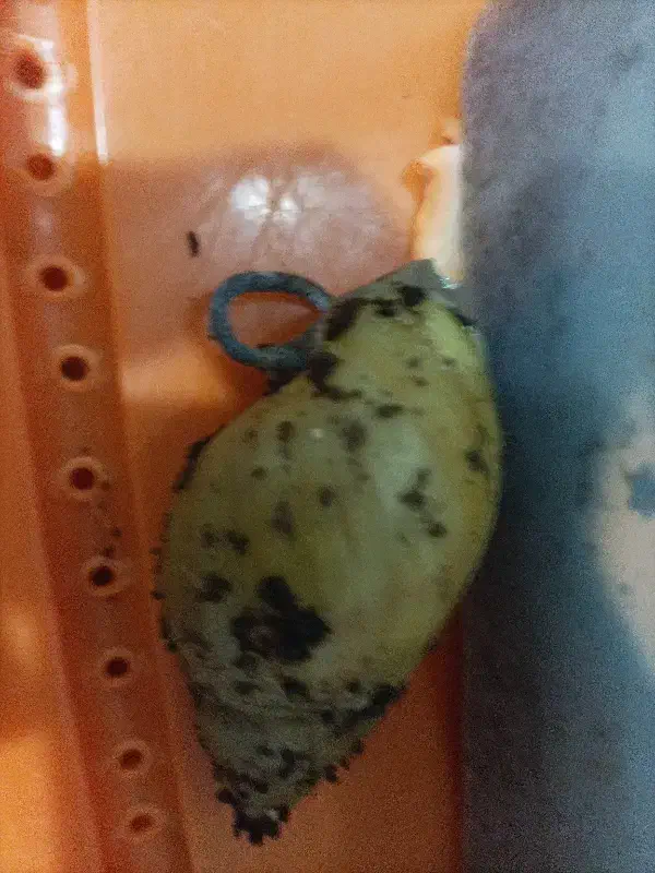 حلزون|خزنده|شهرکرد, |دیوار