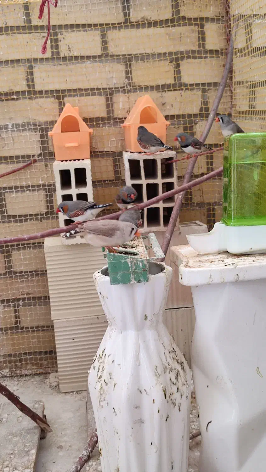 فنچ ماده اماده سالم و سرحال|پرنده|لالجین, |دیوار