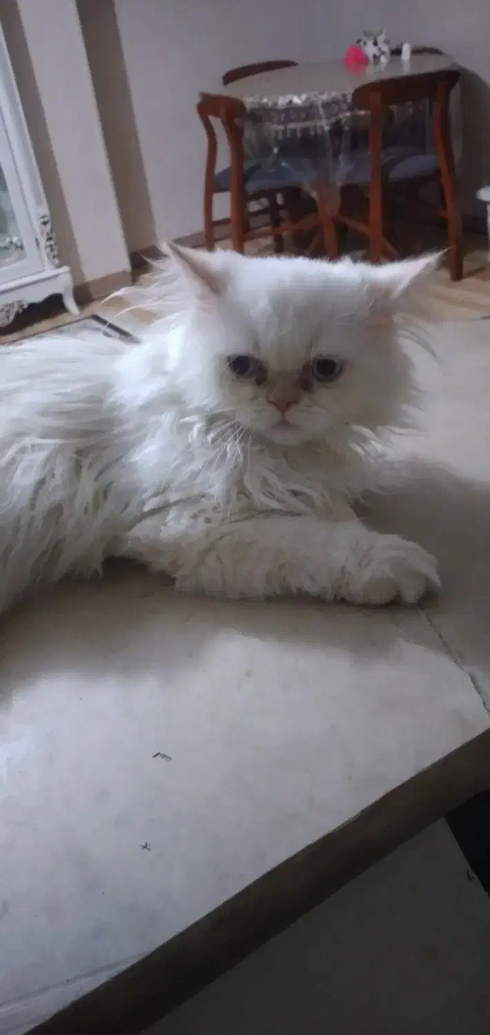 بچه گربه پرشین|گربه|اصفهان, بهارستان|دیوار