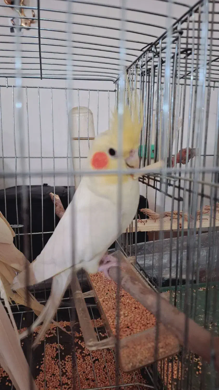 یک جفت عروس هلندی لوتینو|پرنده|کرمان, |دیوار