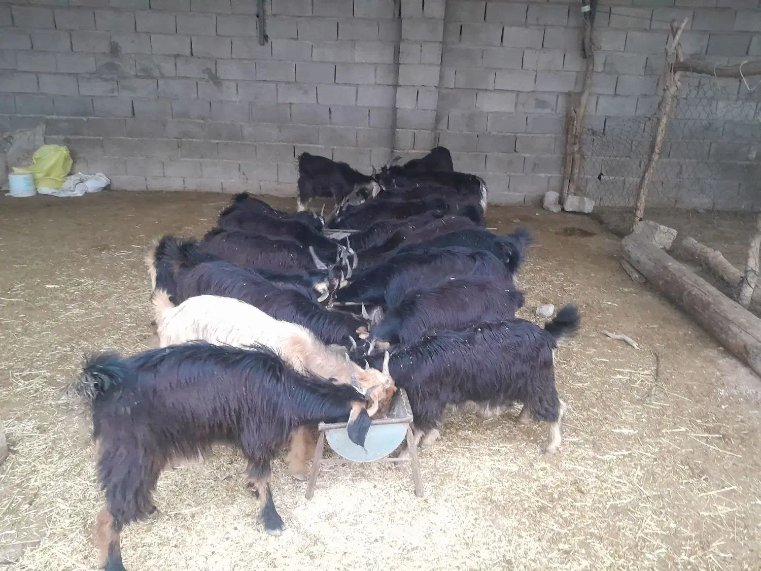 بیگ‌نراوماده‌چاغ‌برافروش|حیوانات مزرعه|اندیمشک, |دیوار