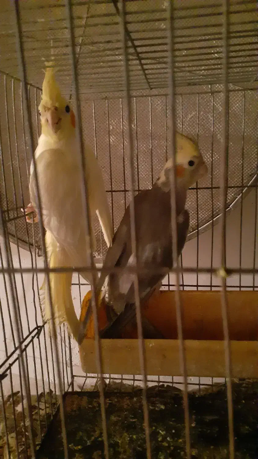 عروس هلندی ۱۰۰|پرنده|کردکوی, |دیوار