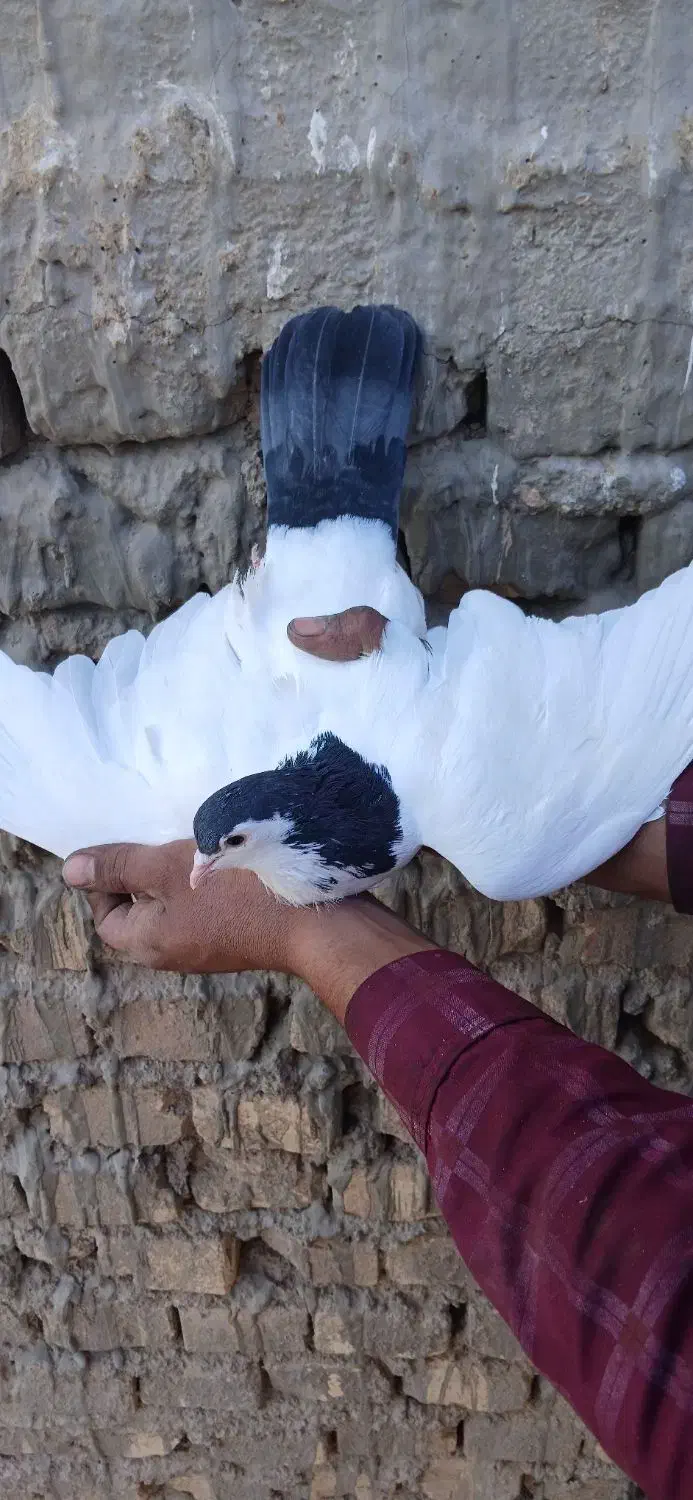 کفتر جفت|پرنده|یزد, |دیوار