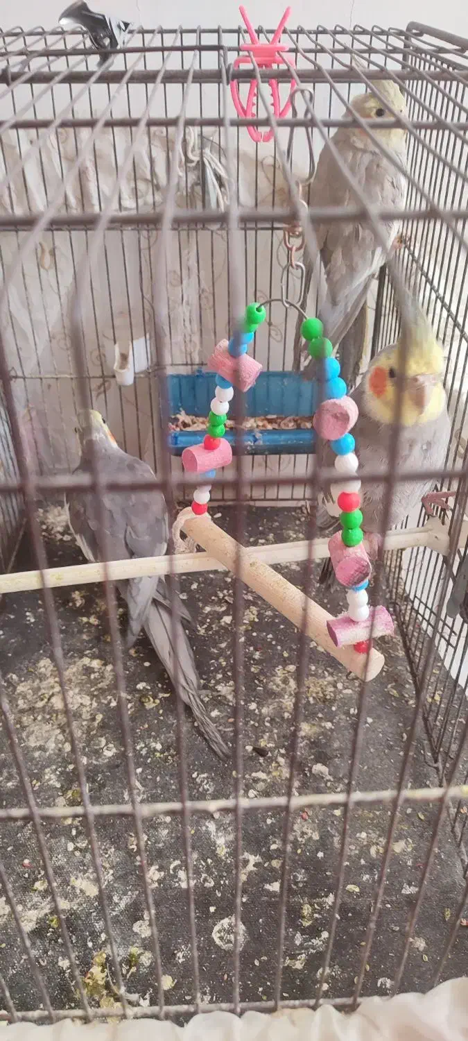 عروس هلندی|پرنده|خرمدره, |دیوار