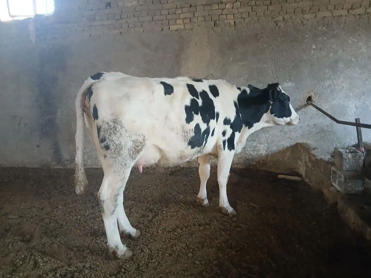 دوراس گاو درخمینی شهر|حیوانات مزرعه|خمینی‌شهر, |دیوار