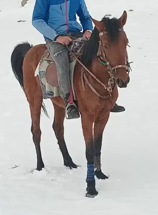 اسب|اسب و تجهیزات اسب‌سواری|تربت جام, یحیی آباد|دیوار