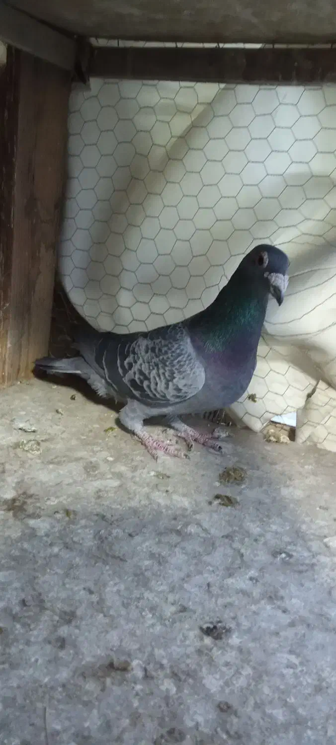 دوتا کفتر غریب  حراج|پرنده|فلاورجان, |دیوار