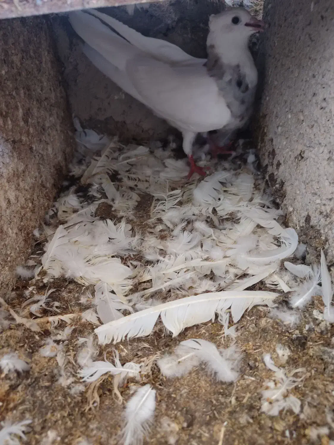 فروشی شش جفت طوقی پالخت|پرنده|بستک, |دیوار