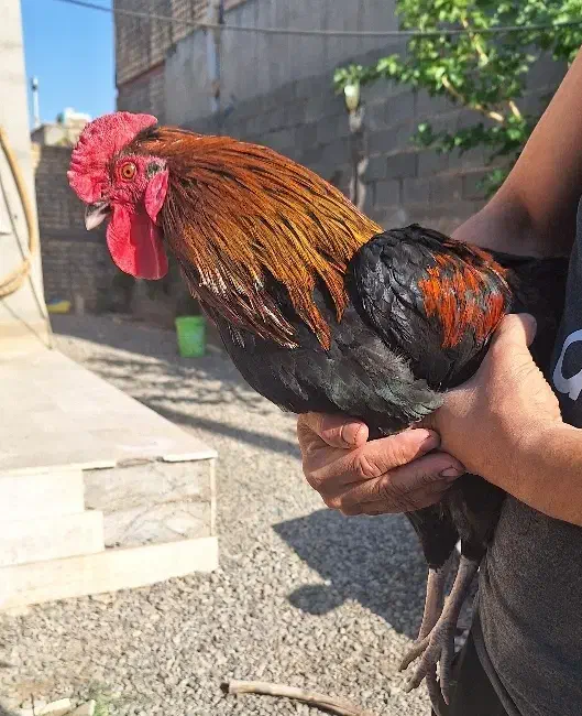 یک خروس جوان ودو مرغ تخم گذار|حیوانات مزرعه|قم, پردیسان|دیوار