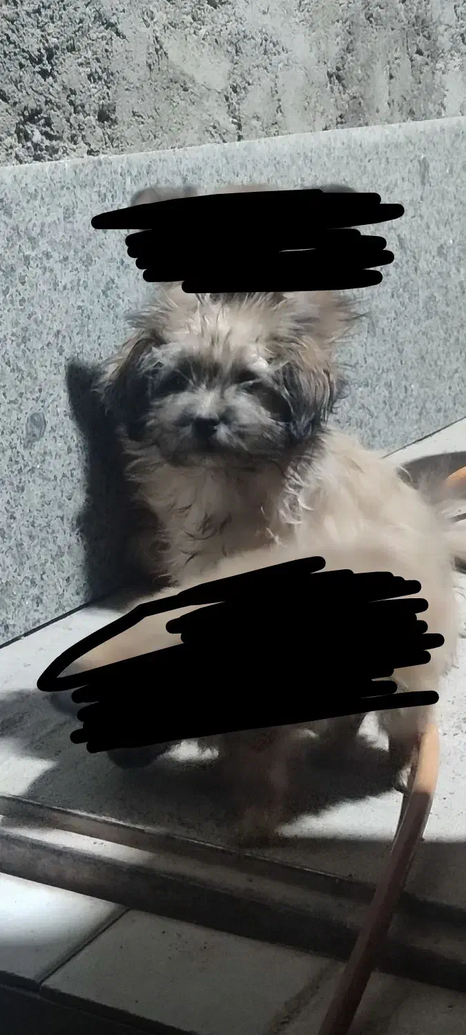 معاوضه|سگ|بم, |دیوار