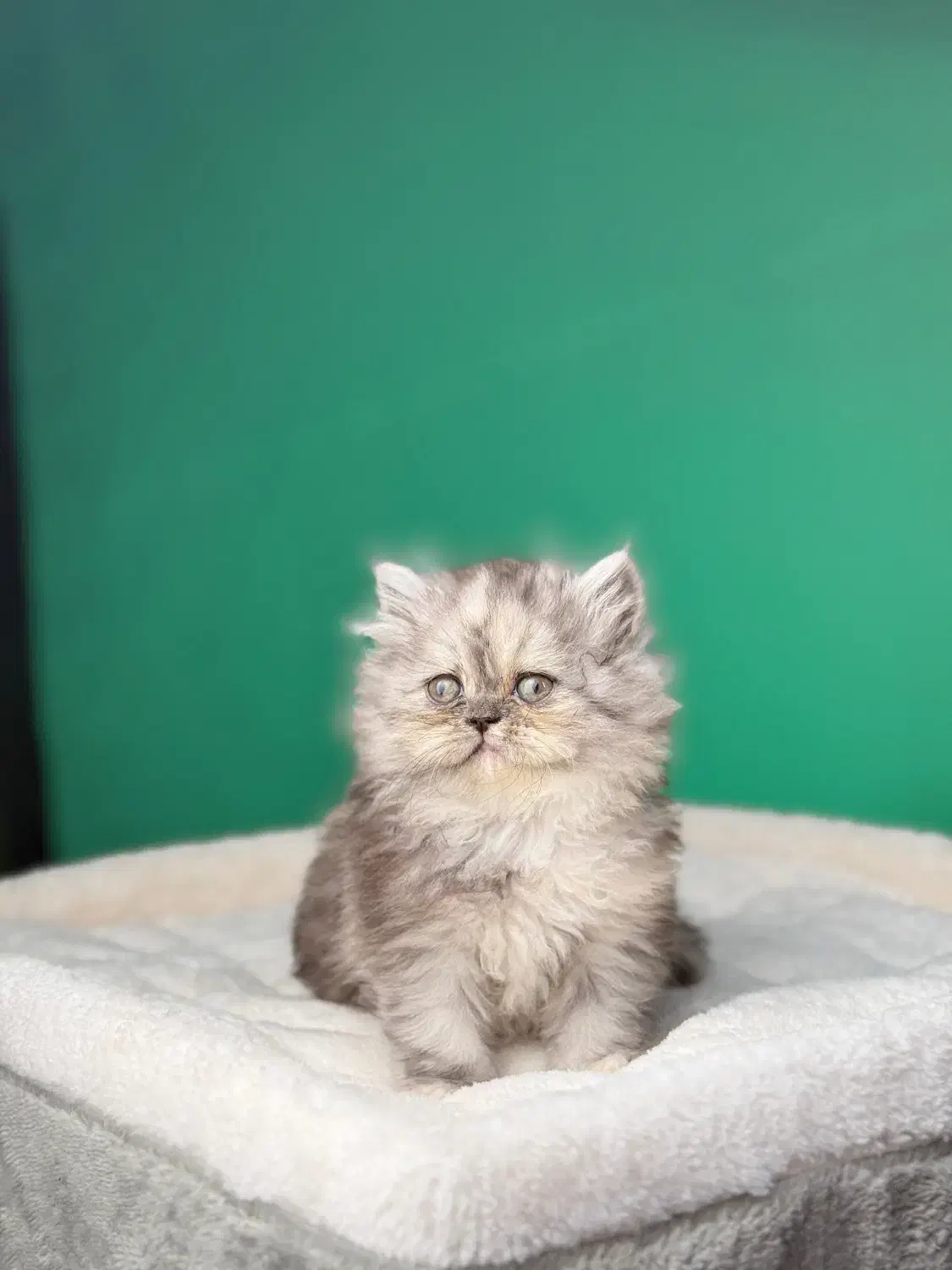 بریتیش لانگهر|گربه|لاهیجان, قیام|دیوار