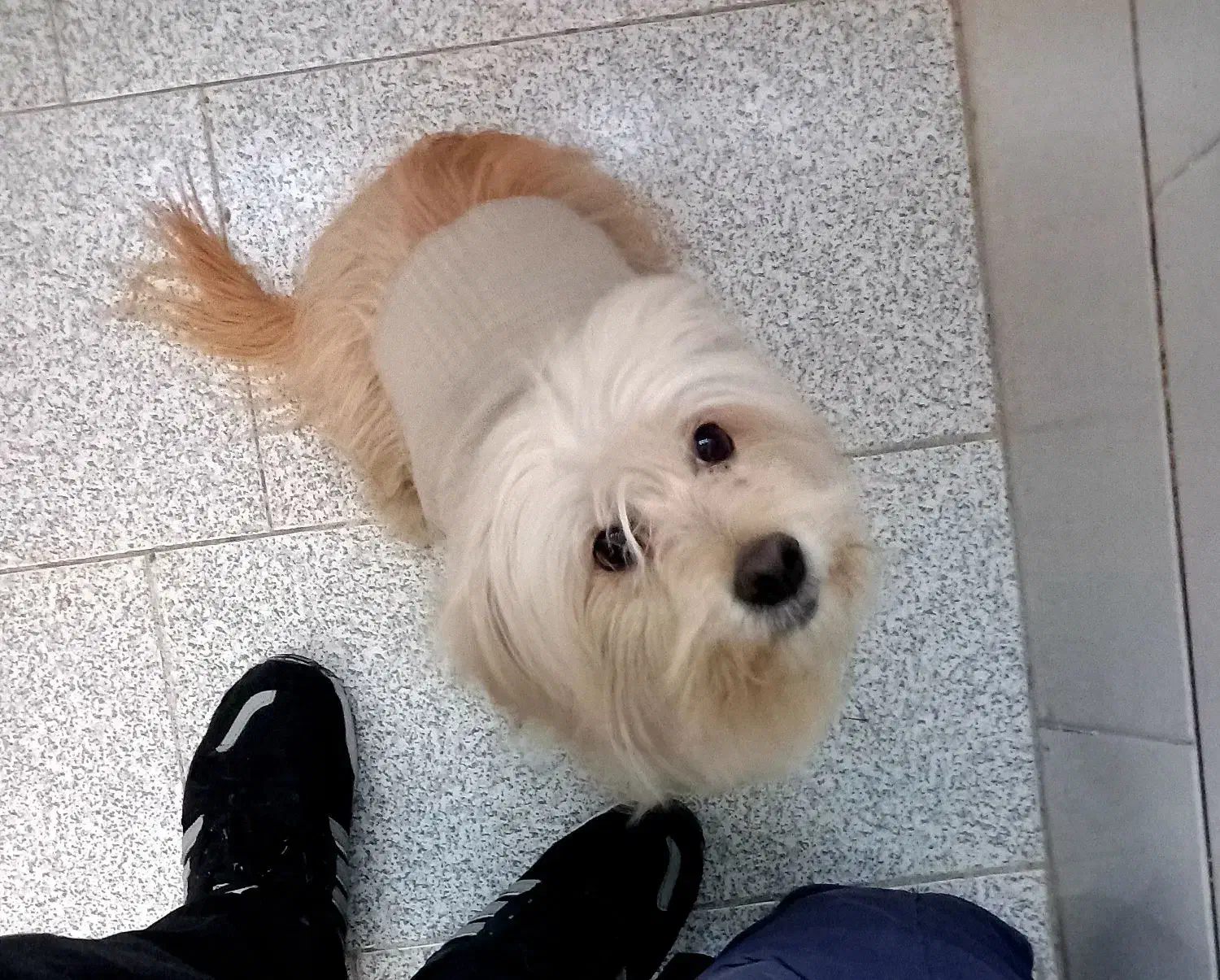 سگ پاپی|سگ|مبارکه, |دیوار