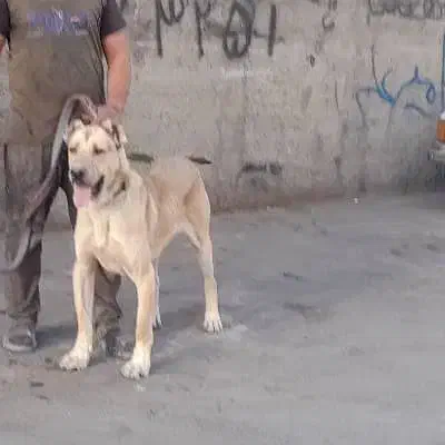 فروشی|سگ|بهارستان, |دیوار