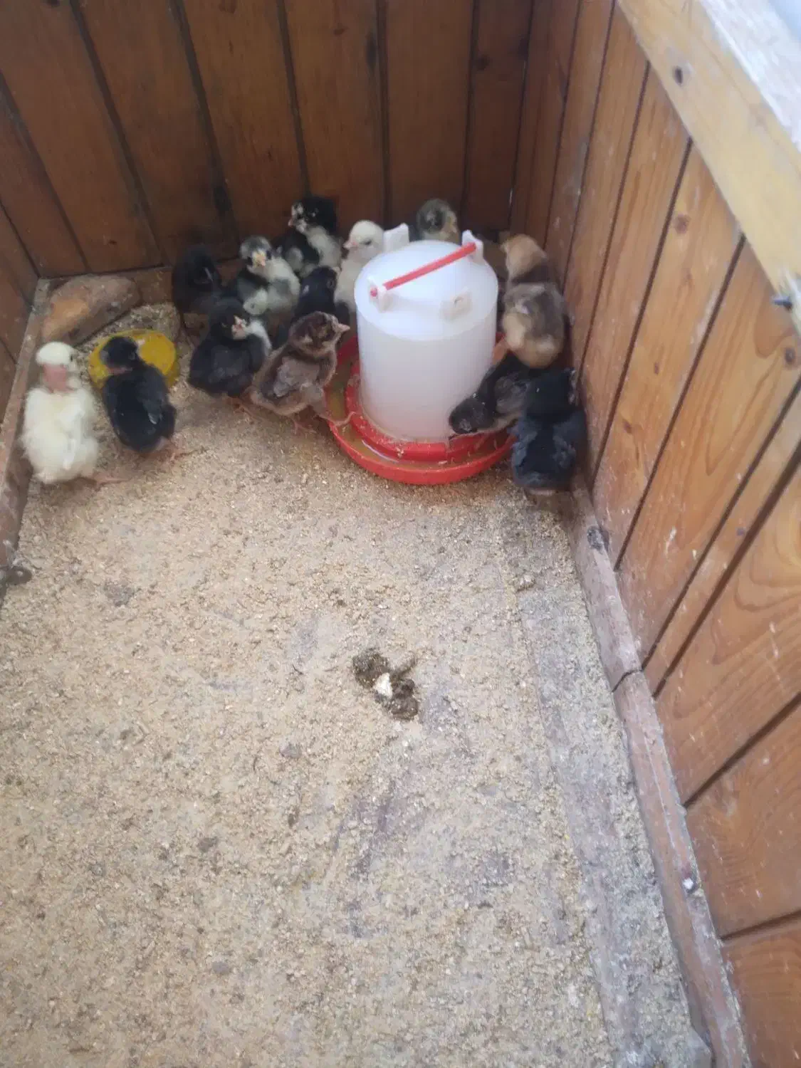 مرغ کاکولی با ۱۳ تا جوجه|حیوانات مزرعه|اطاقور, |دیوار